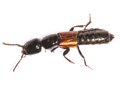 Megalinus glabratus
